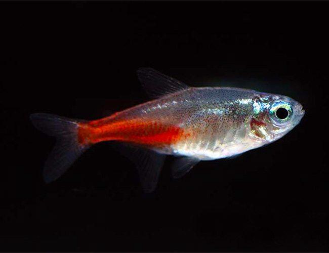 Diamond Neon Tetra - Nature Aquariums