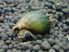 Spiny Marsh Snail