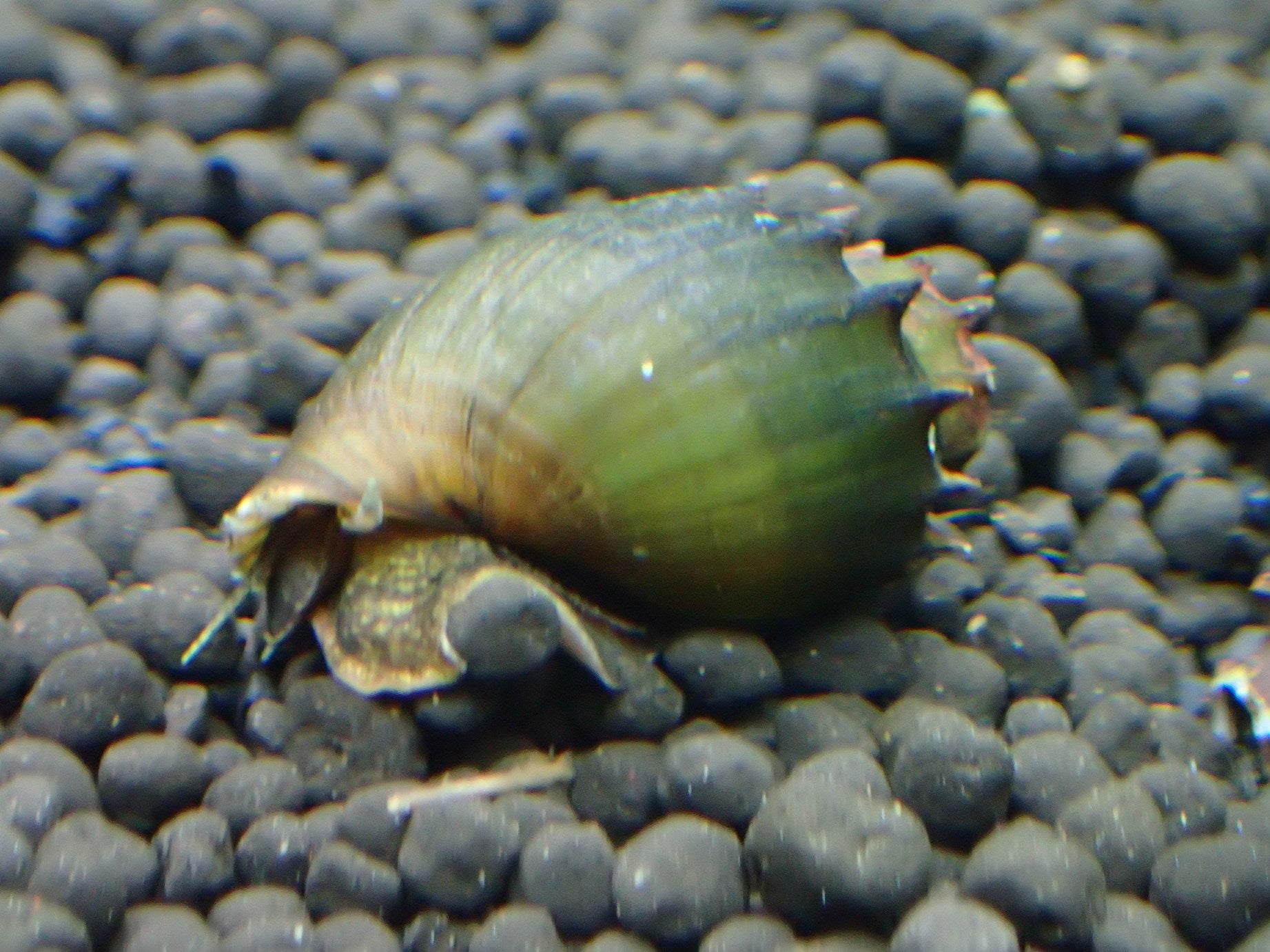 Spiny Marsh Snail