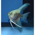 Paraiba Angelfish 4.5 cm