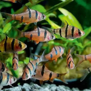 Five Banded Barb