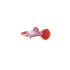 Pink Tail Guppy Male