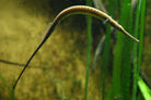 Pipefish Freshwater Long Snout