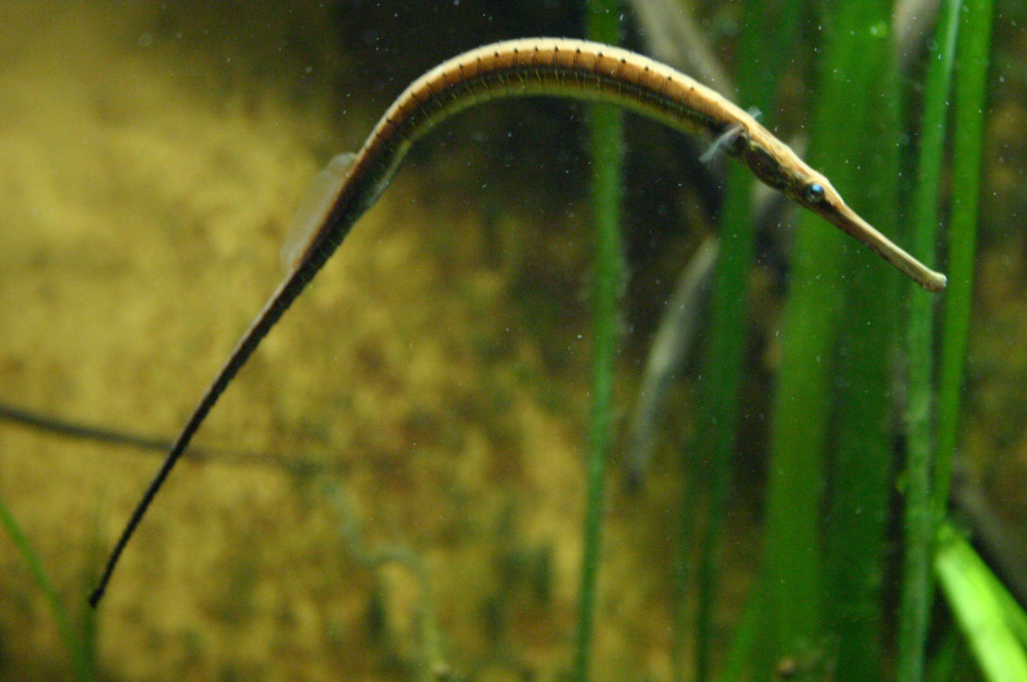 Pipefish Freshwater Long Snout