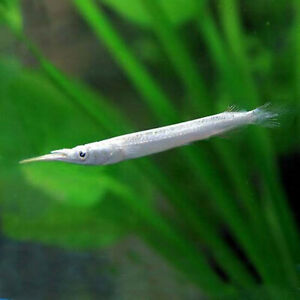Platinum Halfbeak