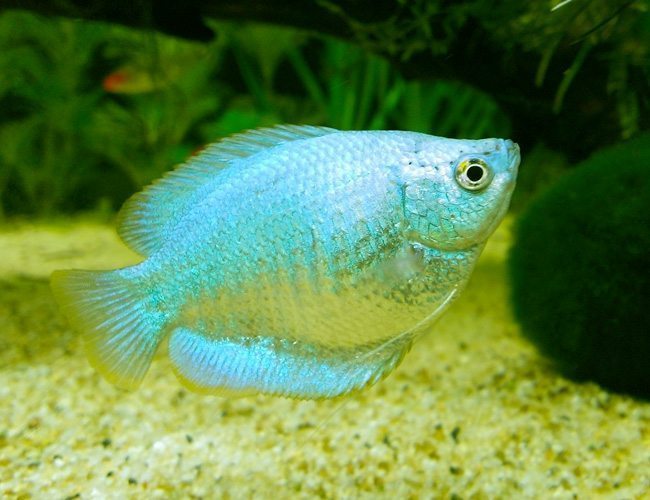 Female Dwarf Blue Coral Gourami 4cm
