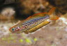 Ornate Rainbow Bribie Island 3.0-3.5 cm - Nature Aquariums