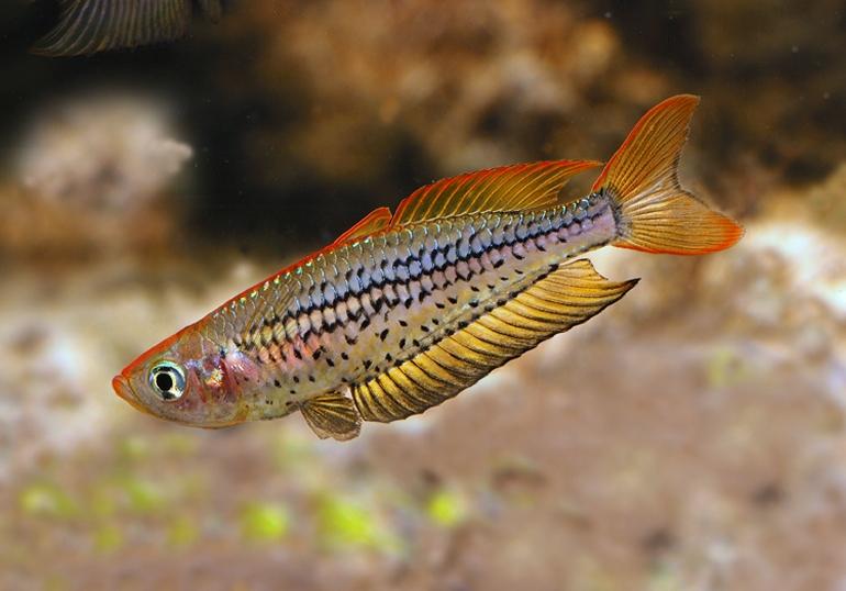Ornate Rainbow Bribie Island 3.0-3.5 cm - Nature Aquariums