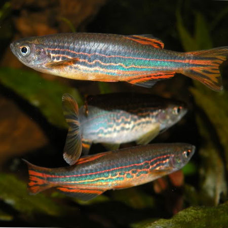 Redfin Danio
