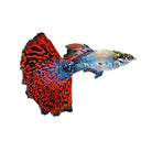 Red Var. Guppy Male