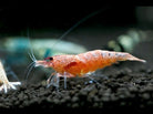 Red Bolt Shrimp