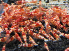 Shrimp