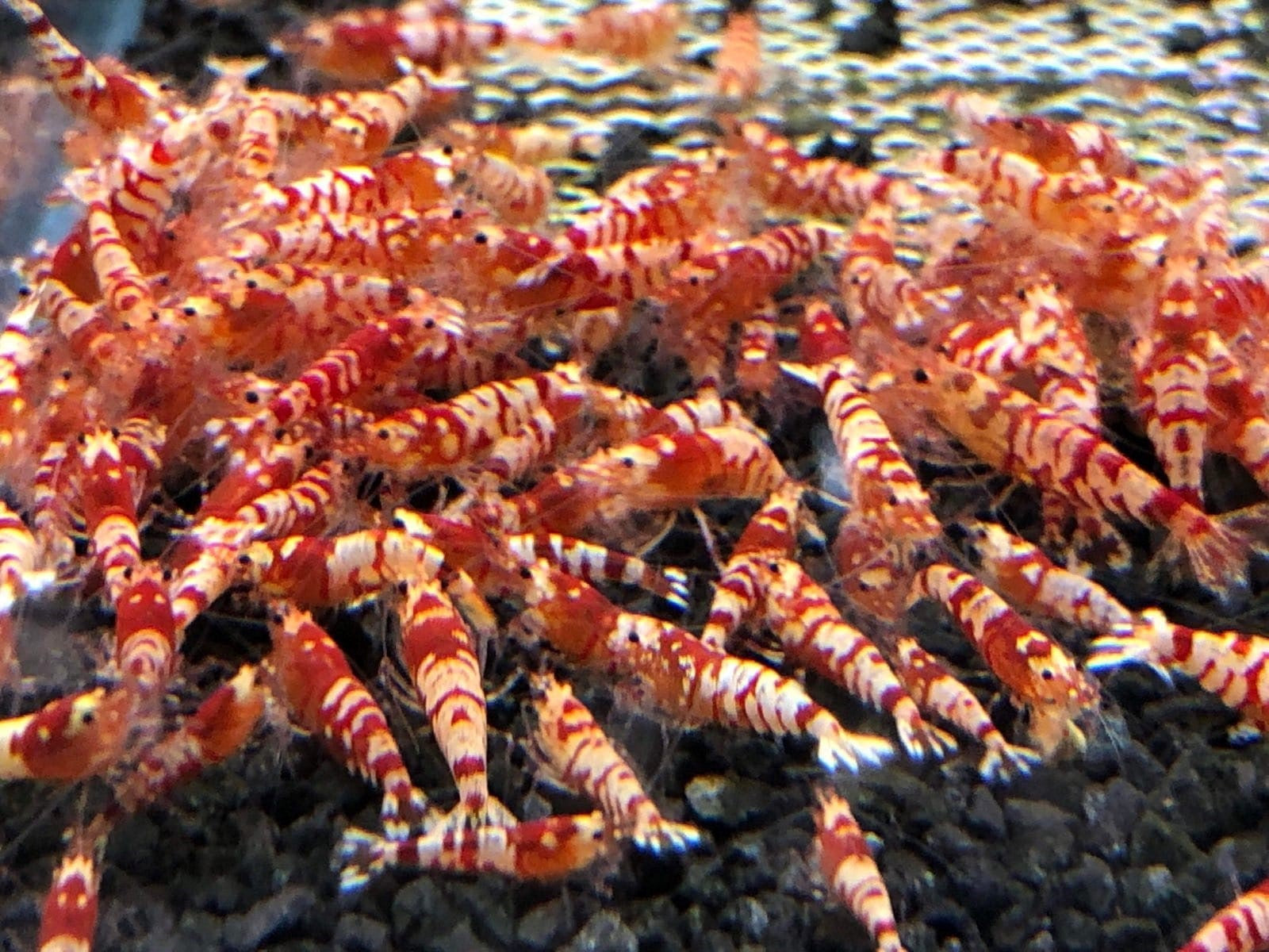 Shrimp