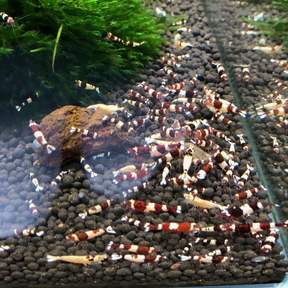 Red Wine Shrimp