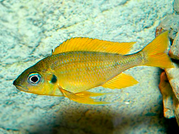 Ophthalmotilapia Nasuta