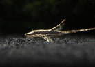 Royal Whiptail