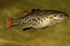 Perch