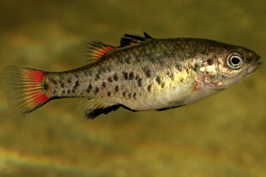 Perch