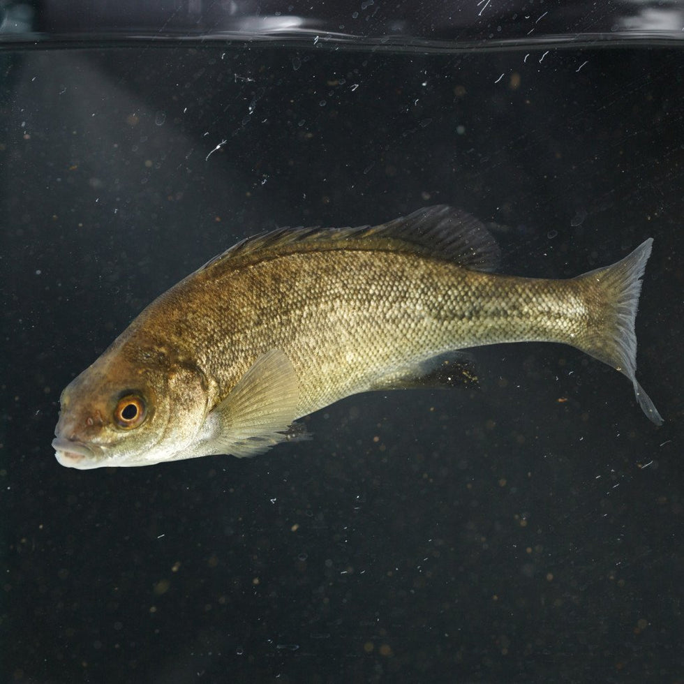 Pond Fish for Garden & Koi Ponds | Shop Online – Nature Aquariums