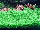 Staurogyne repens - 10 stems - Nature Aquariums