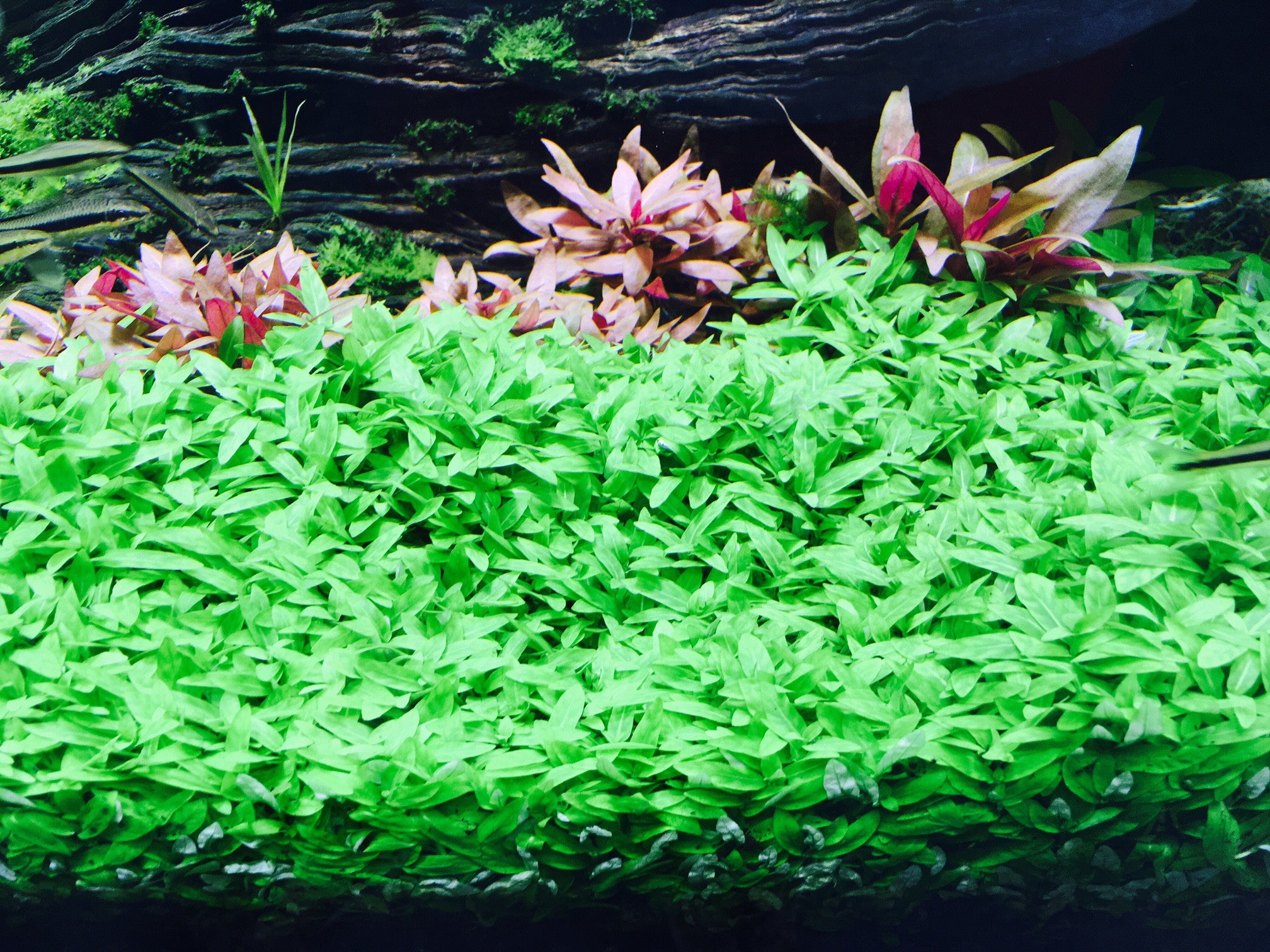 Staurogyne repens - 10 stems - Nature Aquariums