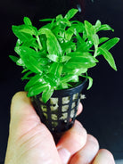 Staurogyne repens - 10 stems - Nature Aquariums