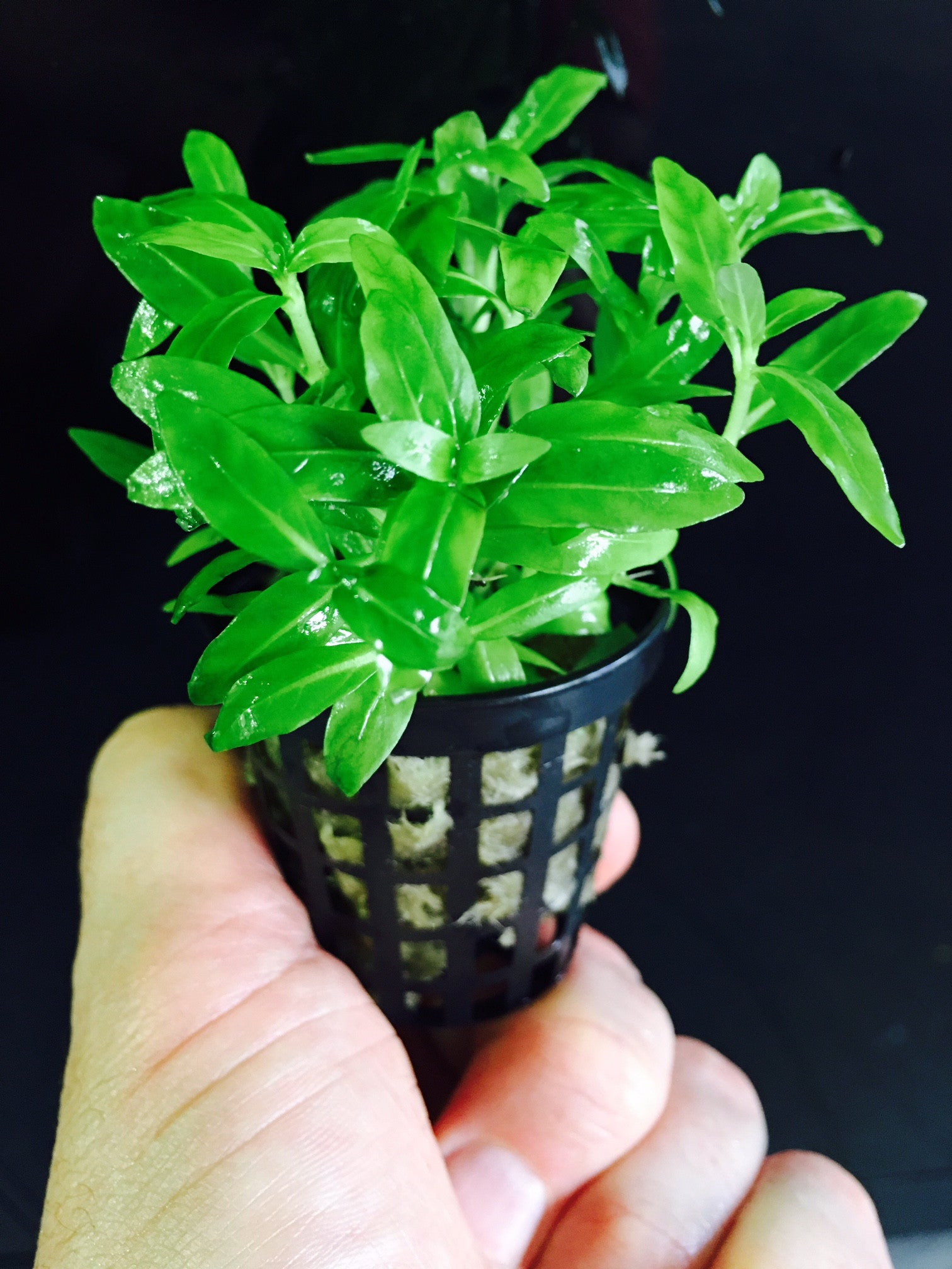 Staurogyne repens - 10 stems - Nature Aquariums