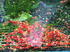 Super Crystal Red Shrimp