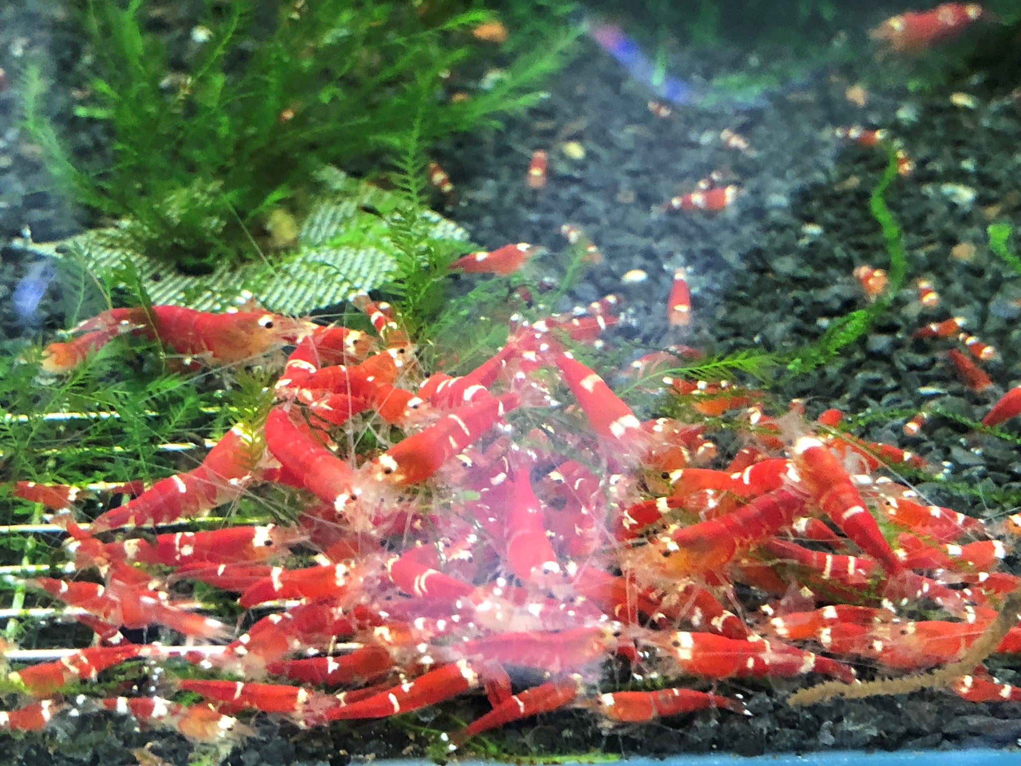 Super Crystal Red Shrimp