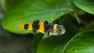 Mekong Bumblebee Goby