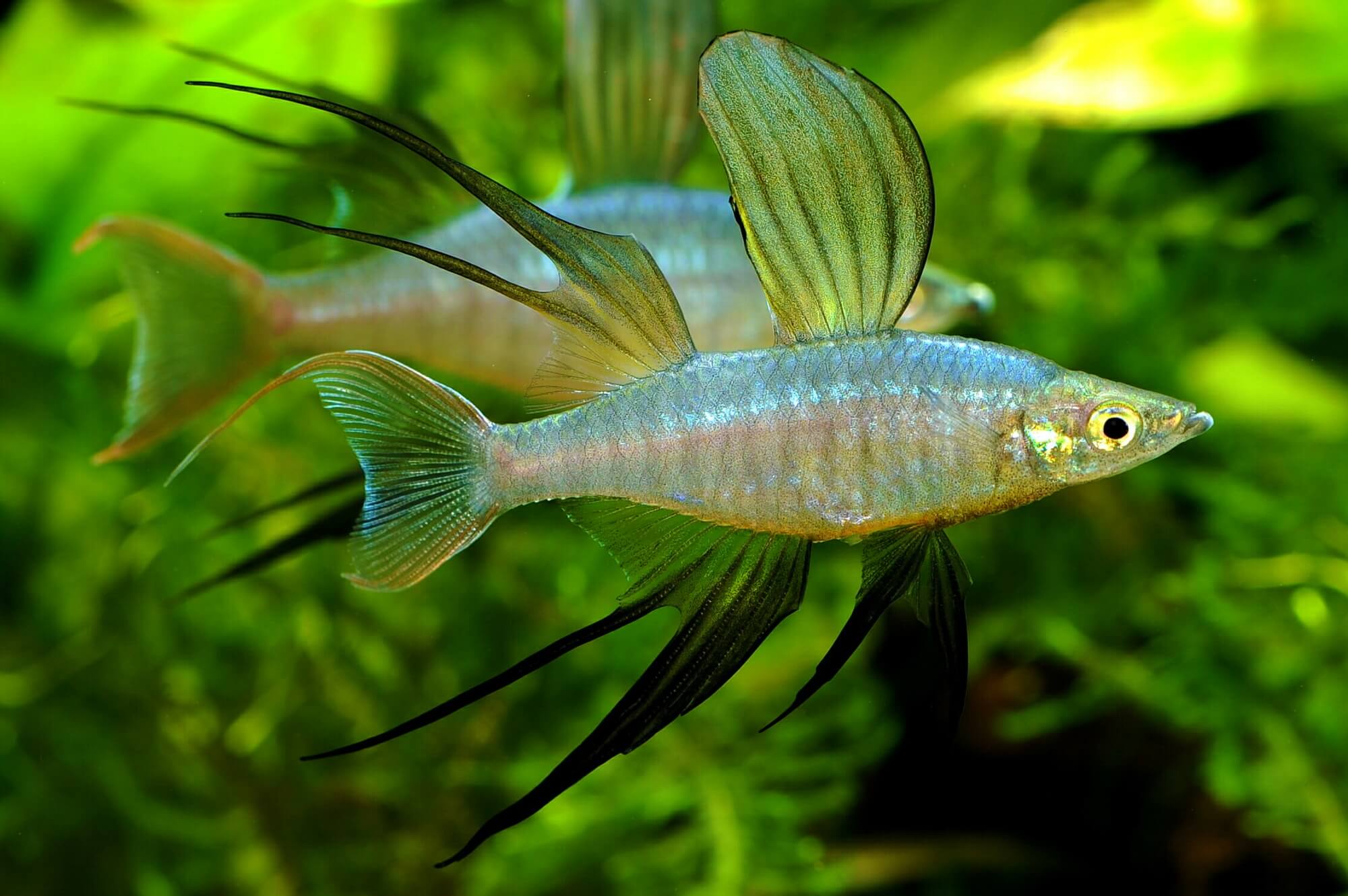 Threadfin Rainbow - Werneri