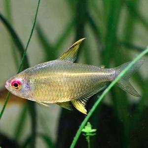 Lemon Tetra - Nature Aquariums