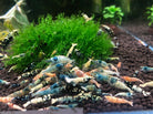 Black King Kong Shrimp