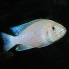 White Knight Cichlid 4cm