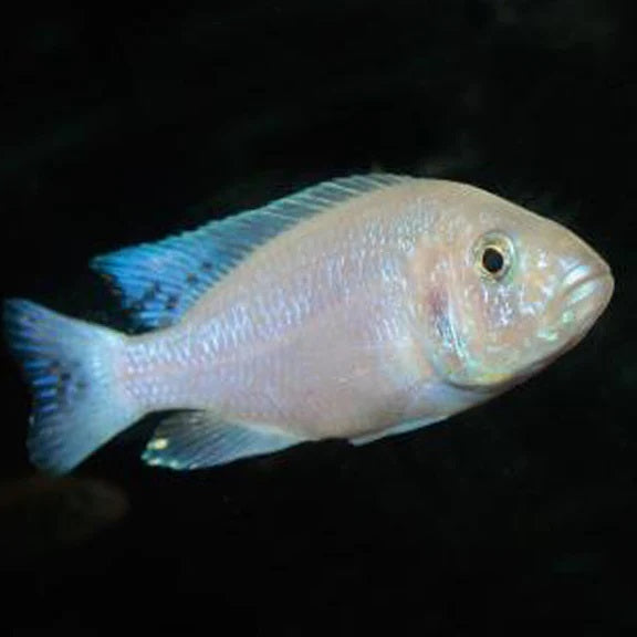 White Knight Cichlid 4cm