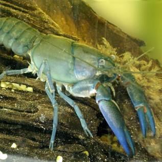 Yabby (MEDIUM) 5.0-6.0 cm - Nature Aquariums