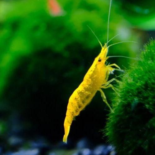 Yellow Cherry Shrimp - Nature Aquariums