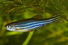 Zebra Danio  3.5 cm - Nature Aquariums