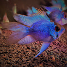 XL Jumbo Blue Balloon Ram