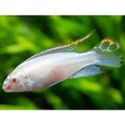 Albino Kribensis 3cm