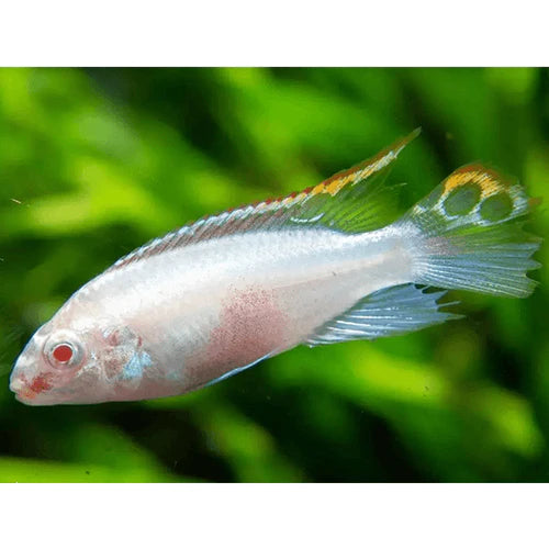 Albino Kribensis 3cm