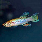 Aplayosemion Filamentosum Female