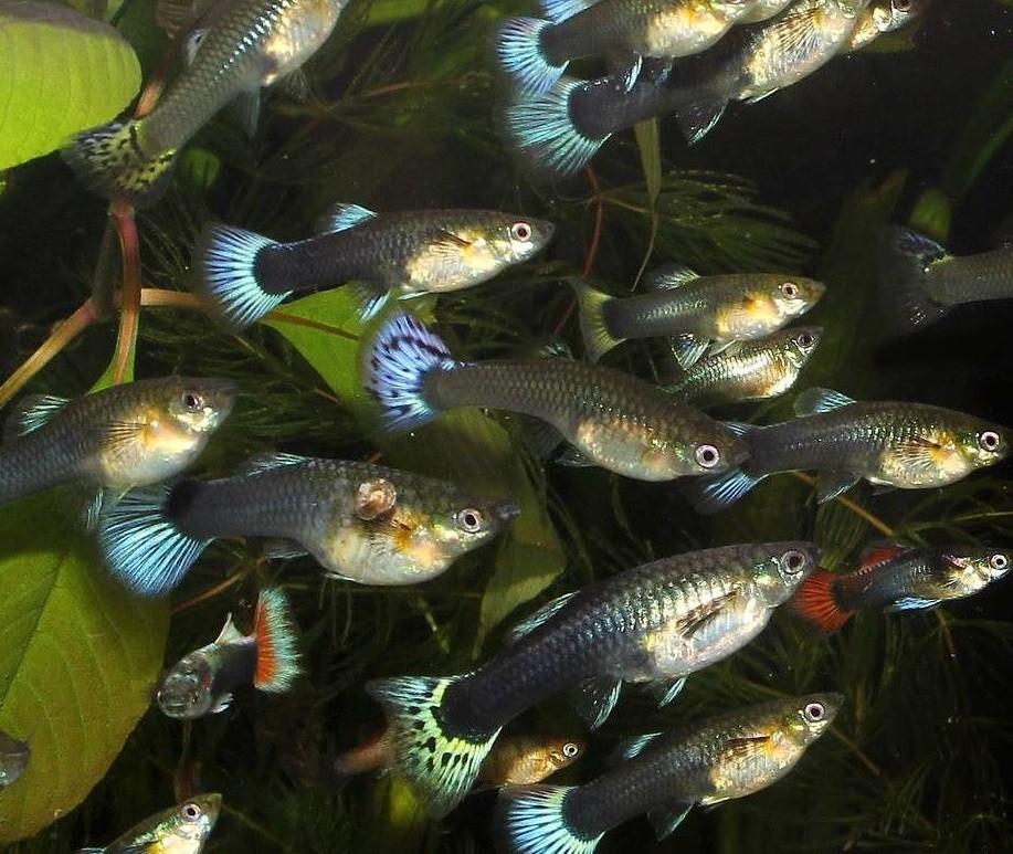 Female Guppy Assorted 3.5 cm - Nature Aquariums