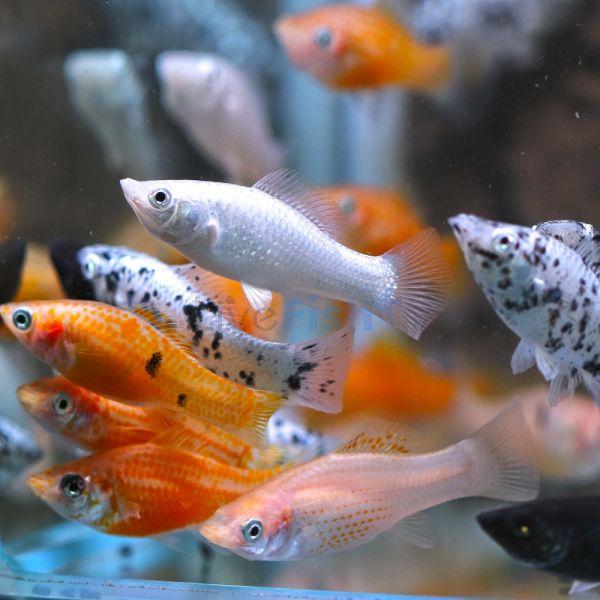 Assorted Molly 5 cm - Nature Aquariums