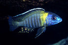 Blue Orchid Peacock Cichlid