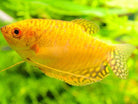Gold Gourami 10cm