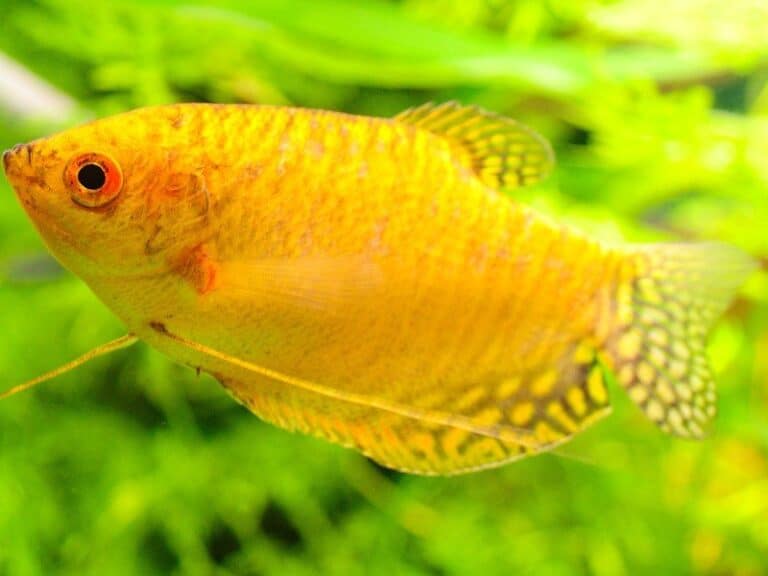 Gold Gourami 10cm