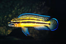 Julidochromis 8cm