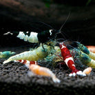 Golden Bee Shrimp