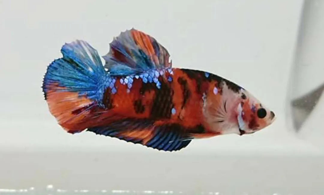 Male Betta Candy Koi